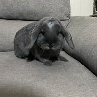 Coniglio Ariete blu di Vienna