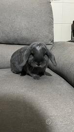 Coniglio Ariete blu di Vienna