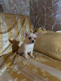 Pincher chihuahua maschio