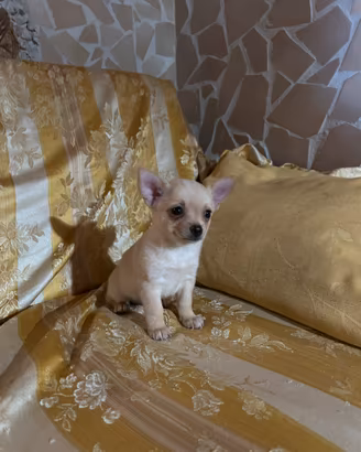 Pincher chihuahua maschio