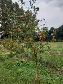 pianta melograno