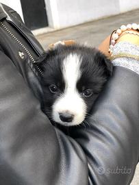 Cani volpino cuccioli