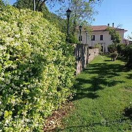 Villa o villino Roccamonfina [cod. rif5993136VRG]