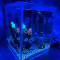 Acquario Marino (mini reef)