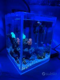 Acquario Marino (mini reef)