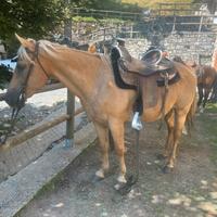 Cavallo