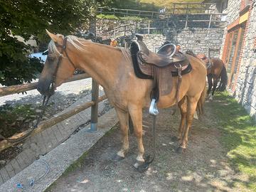 Cavallo