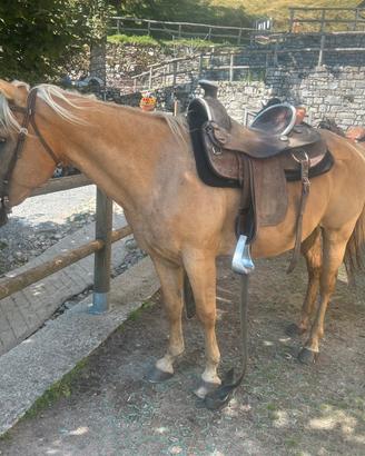 Cavallo