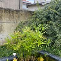 Pianta giardino laghetto