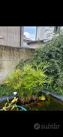 Pianta giardino laghetto