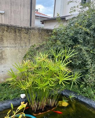 Pianta giardino laghetto