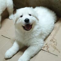 Pastore Maremmano Abruzzese- Cuccioli Puri