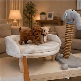 Cuccioli di barboncini disponibili