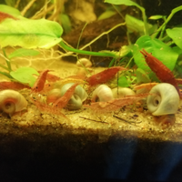 Caridine red cherry (gamberetti)