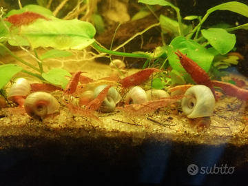 Caridine red cherry (gamberetti)