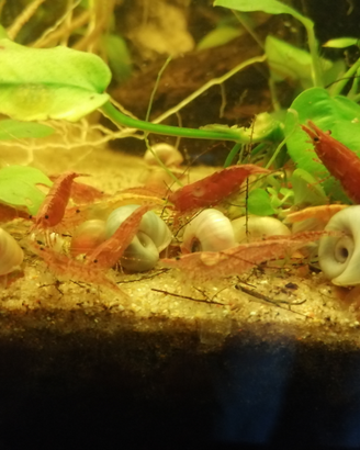 Caridine red cherry (gamberetti)