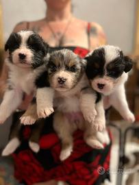 Cuccioli pastore australiano