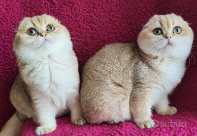 Feminucce Scottish fold pedigree ENFI