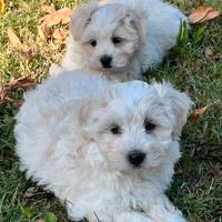 Cuccioli di Maltipoo Avorio