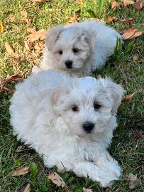Cuccioli di Maltipoo Avorio