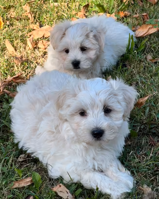 Cuccioli di Maltipoo Avorio