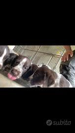 Drahthaar di pura razza