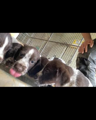 Drahthaar di pura razza