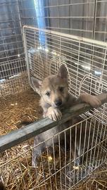 Cane lupo cecoslovacco