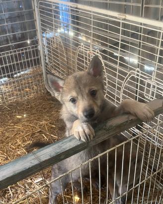 Cane lupo cecoslovacco