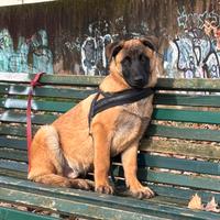 Cucciolo di Pastore Belga Malinois