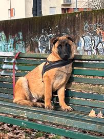 Cucciolo di Pastore Belga Malinois