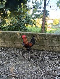 Vendita gallo marans