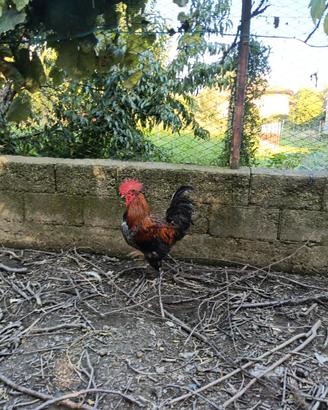 Vendita gallo marans