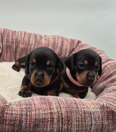 Bassotti nano Kaninchen