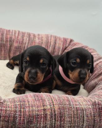 Bassotti nano Kaninchen