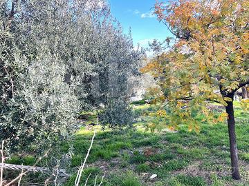 Terreno Residenziale Pozzilli [PA IMDC871-106VRG]