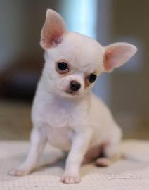 GOLIA - CHIHUAHUA TOY CUCCIOLO disponibile