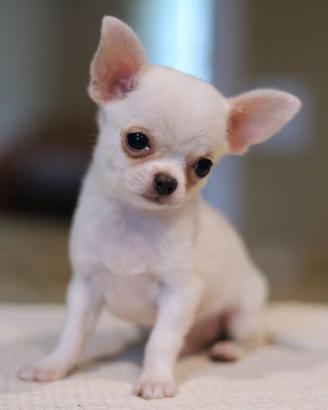 GOLIA - CHIHUAHUA TOY CUCCIOLO disponibile
