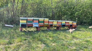 Famiglie Api complete di arnia