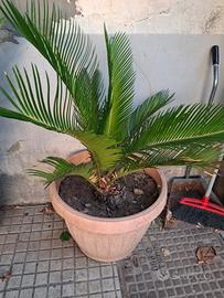 piante di cycas