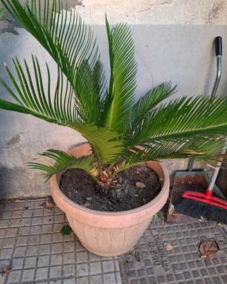 piante di cycas