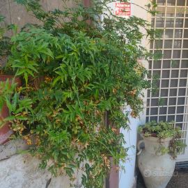 gelsomino rampicante 