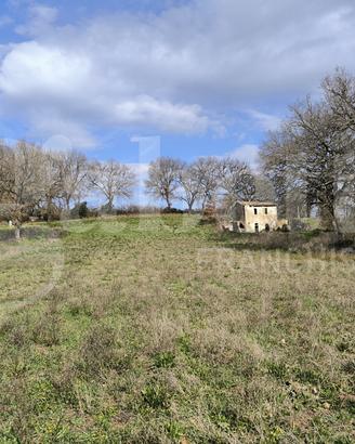 Rustico/Casale/Corte Gallese [Cod. rif 3232469VRG]