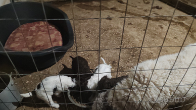 Lagotto Romagnolo Ultimi 2 cuccioli maschi
