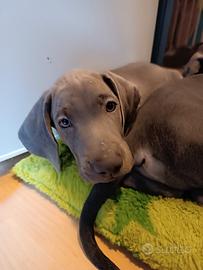 ultimo maschio  weimaraner cercare la casa