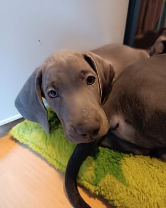 ultimo maschio  weimaraner cercare la casa