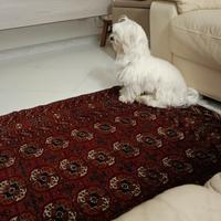 Maltese