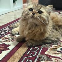 Gattina di razza British/Scottish Longhair