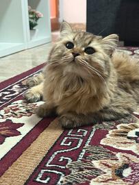 Gattina di razza British/Scottish Longhair