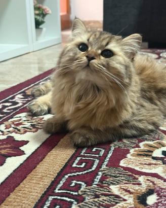 Gattina di razza British/Scottish Longhair